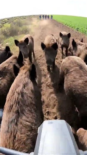 Smart Farming Drone Protection Strategy 🚁🌾🛰️ #rurallife #villagelife #smartfarming #dronetechnology