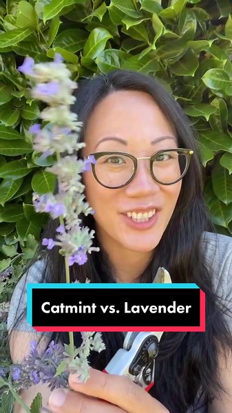 Why CATMINT is better than lavender: Pruning for a Second Bloom