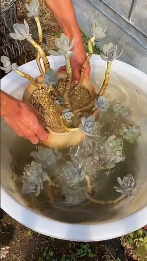 How to Water Succulents Fast & Right! 💧 (The "Soak & Dry" Method)