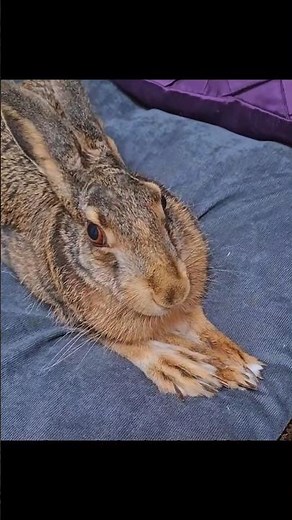 🐰 The Cute Bunny Grew Too Fat to Walk 😢❤️ | Heartwarming Rabbit Story