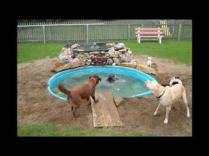 47 Cool Backyard Ideas For Dogs
