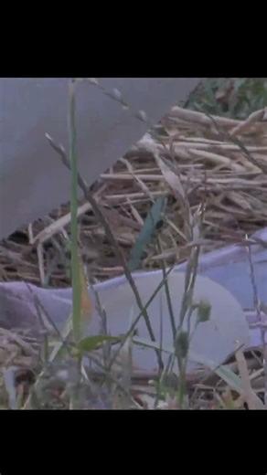 Royal Albatross Egg Makes Sneak Peek as Dad Inspects & Resettles During Incubation