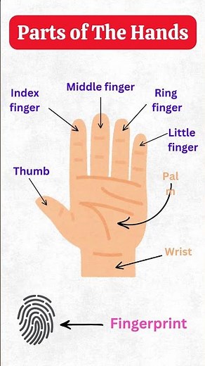 Learn the Parts of the Hand in English | Finger Names Explained