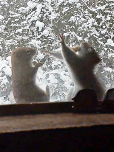 Squirrel Scrap 🤣