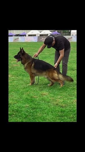 105K views · 4.1K reactions | Grimm individual show Video from other GSD lover. | German Shepherd Dog in China | Facebook