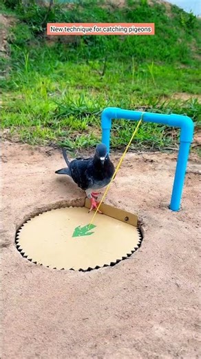 New technique for catching pigeons #amazing #birds #trap