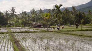 Workers in an Indonesian Rice Paddy | Free Stock Video Footage