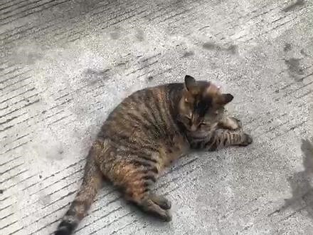 把它带回家来养，养了几天，实在养不牢，每天半夜里在家里乱叫，作孽，又把它送到原来喂养它的地方，它开心死了😇