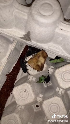 How to Breed Superworms at Home for Reptile Feeders