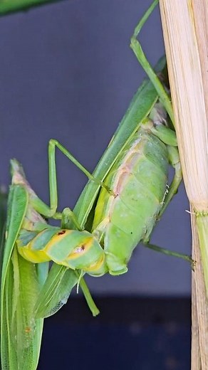 Praying Mantis Mating Season – A Fascinating Moment in Nature