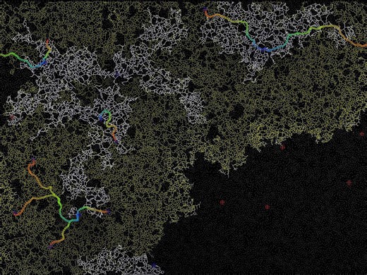 slimeMold_Simulation