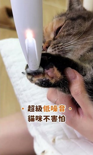 貓咪腳底毛修剪｜新手也能自己剪 #奧本 #cat