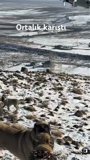 🔥🔥 #keşfet #kangal #ytdayibenionecikarnolur #köpek #shortvideo #shortsfeed #shorts