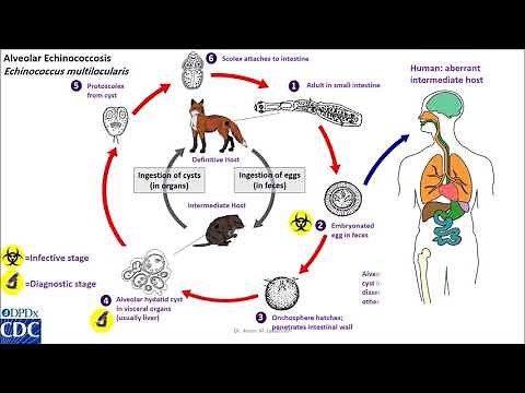 Echinococcus multilocularis life cycle