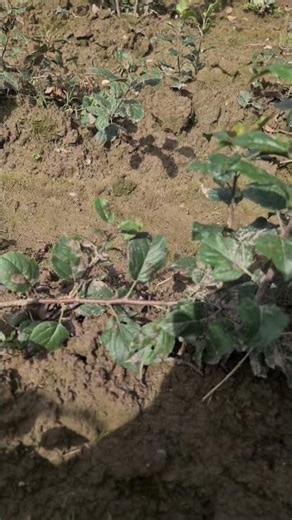 How to clone and propagate rootstock for apple plants shortcut method simple method