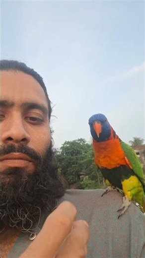 Mashallah #shorts #shortvideo #viral #youtubeshorts #parrot #viralvide #song #subscribe #short