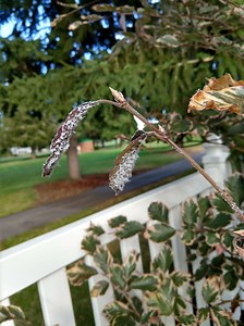 Ask an expert: Tips for controlling woolly beech aphids