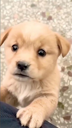 🐕 Sweetest Puppy Love Ever! 💗