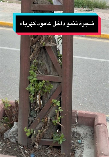 ‏حياتي هيج مثل هاي الشجرة #عمار_العبادي