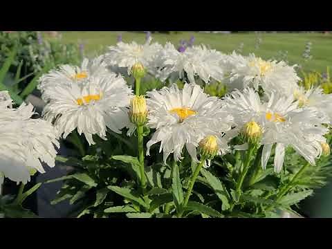 A minute with Shasta Daisy (Leucanthemum Belgian Lace) / Short Version Highlights It's Main Points