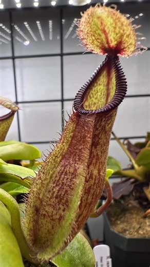 Jeffrey Sondin-Kung on Instagram: "Nepenthes robcantleyi x hamata from @california_carnivores is gaining a lot of momentum now. Each of the pitchers are different ones in the same pot. But there’s at least 3 basals from the last time I almost lost this plant to aphids. 🌿 If you’d like 10% off at California Carnivores, just enter Pinecone in the promo field at checkout! Easy peasy! 🌿 I’m now an affiliate of AC Infinity! Get 10% off any products from AC Infinity by using my code, Pinecone. Pleas
