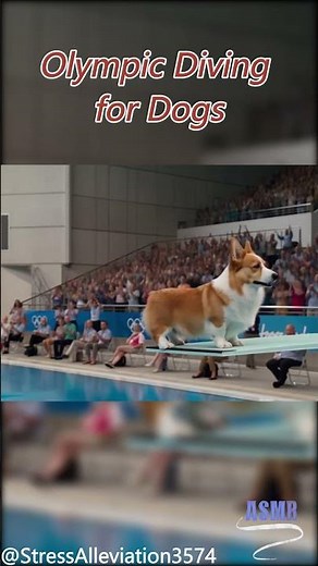 Doggy Dive Olympics?! 🐶💦 | These Pups Deserve a Gold Medal!