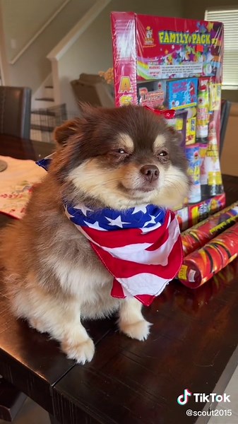 Happy 4th of July🇺🇸❤️ #fireworks #4thofjuly #dogsoftiktok #happy4thofjuly