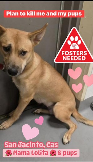 11/9/25 - NURSING MOM & PUPS - Added to the KILL LIST at San Jacinto. Can be KILLED at anytime. Likely out of public view. The shelter has not yet provided photos of the family. Look CLOSELY - You can see she is on a CHOKE POLE! Can you imagine having babies and being in jail under these conditions? She needs help to walk out alive. 🌺 Mama Lolita 🌺-#A1883569 https://24Petconnect.com/DetailsMain/RVSD3/A1883569 I am a female, 41.00 lbs, tan Shepherd mix. The shelter staff think I am about 1 year