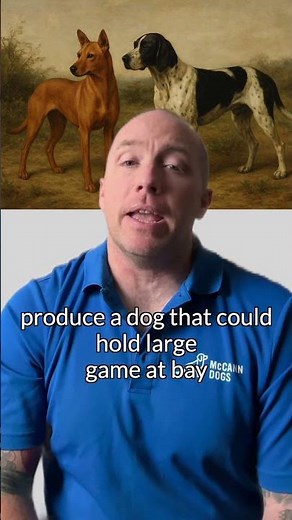 Fast Fact About Rhodesian Ridgebacks #mccanndogs #rhodesianridgeback