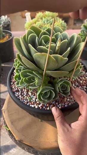 What To Do When Your Succulent Has TONS of Babies! 🪴