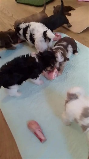 Big bones type of morning 😊 #puppyculturebreeder #yorkielove #biewer #cutepuppy #yorkie #puppysocialisation #biewerterrier #biewerpuppy #rawdogfood #rawfeddog | Amazing Biewer UK - Local Authority licensed breeder