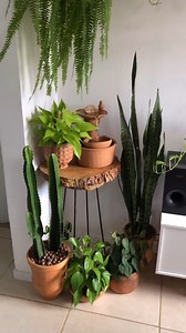 5.5K reactions · 234 shares | Grouping your plants = instant jungle vibes ✨ They simply thrive better together, just like us!  by @ilovecactus_ #urbanjunglebloggers | Urban Jungle Bloggers | Facebook