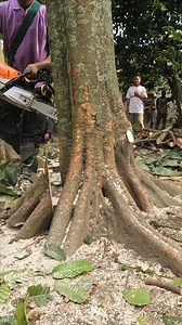 857K views · 6.6K reactions | Matoa tree trunk felling. | Yulianto | Facebook