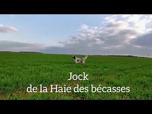 Entraînement SETTER ANGLAIS sur perdreaux sauvages Magnifique coulée