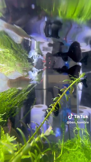 Fun Fish Pranks to Try in Your Aquarium