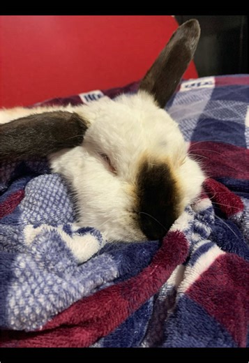 Daniela Florez on TikTok