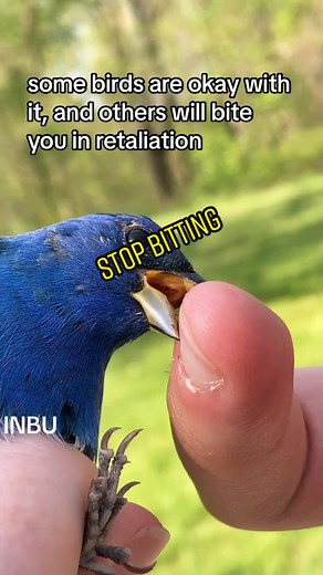 Mist net catching is a stationary net birds get trapped in for data collection. It can be dangerous to the birds, so never attempt without an ornithologist or experience. #birds #birding #birdtok #birdwatching #biology #research #datacollection #science #ornithology #nature #sciencefacts