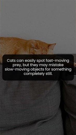 Cats Can Detect Fast Prey But Slow Movers Can Fool Their Eyes
