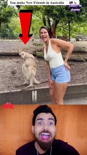 animals videos 😱 try Not to Laugh shorts funny videos 836 🤣 #funny #funnyanimal #animals #shorts