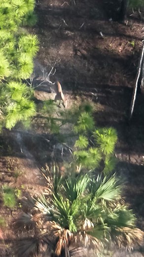 Nat Geo Explorer and Photographer Carlton Ward Jr. is on a mission to protect the Florida panther and its Everglades habitat.🐾 #PathOfThePanther is now streaming on @Disney and @hulu #Conservation #AnimalsofTikTok