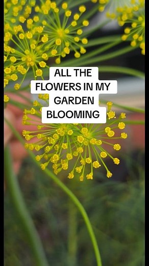 These flowers are bringing the pollinators in and also the beneficial predatory insects. While these are blooming others are growing and will bloom when these die back, brings in pollinators and beneficial insects when the summer plants need it most. The small flowers attract the small beneficial insects and the larger ones attract bees and butterflies. #flowersinbloom #busychrisgardening #melbournegardener #southernhemispheregardening #flowersforbeneficialinsects | Busy Chris Gardening