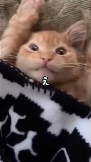 A cat who always says "I'm tired" (Spring break ver.)