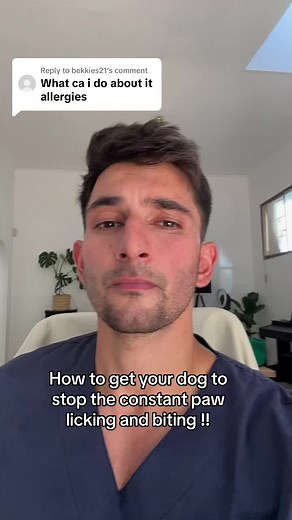 How to Stop Constant Paw Licking and Biting in Dogs