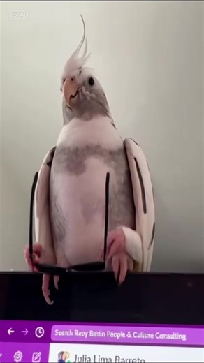 Funny Cockatiel Dancing Moments
