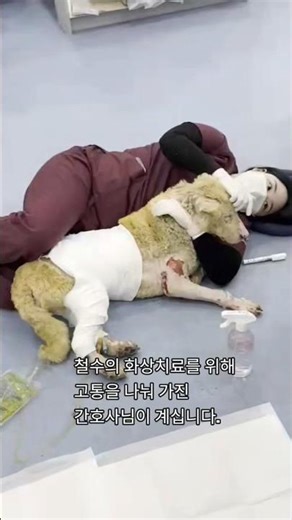 가슴으로 치료한 간호사님..시한부의 개를 보러 달려오다.
