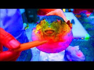 Fish Eating Carrot Meme Compilation