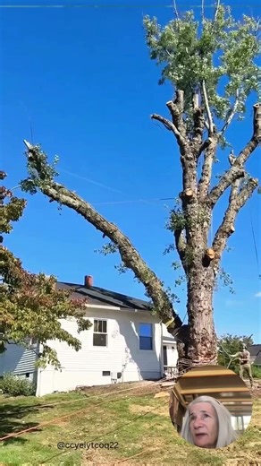 Precision Tree Felling: The Rope Technique Explained #shorts #treecutting #professional