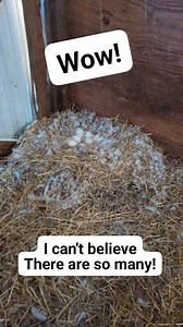 1.2M views · 10K reactions | Found an awesome surprise in the barn! One of our Sebastopol geese decided to make a nest and lay a bunch of eggs to hatch. #surprise #geese #chicks #baby #eggs #Awesome #farm | Hidden Heights Farm | Facebook