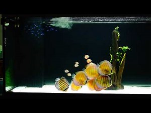 wild discus tank