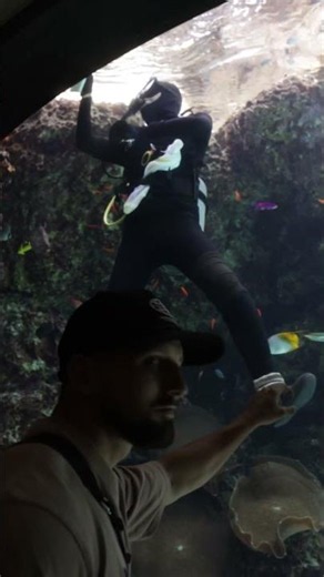 Our favorite moments from the Okinawa Aquarium! #aquarium #marinelife #fish